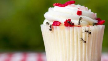 طرق التخلص من النمل والحشرات